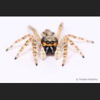 102 Springspinne, Florida.jpg