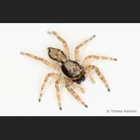 103 Springspinne, Florida.jpg