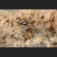 201 Zebraspringspinne, Germany.jpg
