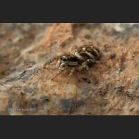 202 Zebraspringspinne, Germany.jpg