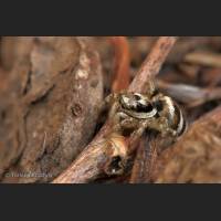 203 Zebraspringspinne, Germany.jpg