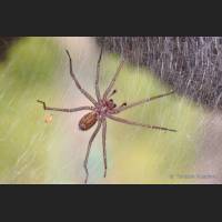 0201 Hauswinkelspinne, Domestic House Spider, Tegenaria atrica, Germany.jpg