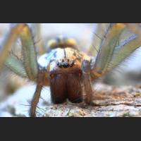 0203 Hauswinkelspinne, Domestic House Spider, Tegenaria atrica, Germany.jpg