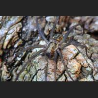 0204 Hauswinkelspinne, Domestic House Spider, Tegenaria atrica, Germany.jpg