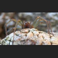 0205 Hauswinkelspinne, Domestic House Spider, Tegenaria atrica, Germany.jpg