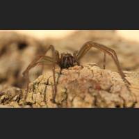 0206 Hauswinkelspinne, Domestic House Spider, Tegenaria atrica, Germany.jpg