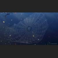 Netz, Spiders web, Florida  001.jpg