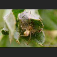0102 Kugelspinne am Kokon, Theridiidae.jpg