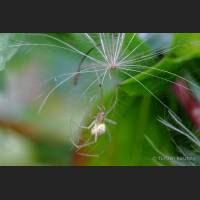 0103 Kugelspinne, Theridiidae, Enoplognatha ovata .jpg