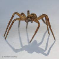 0301 Laufspinne,, Philodromidae, Germany.jpg