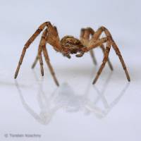 0302 Laufspinne,, Philodromidae, Germany.jpg