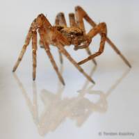 0303 Laufspinne,, Philodromidae, Germany.jpg