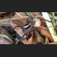 Wolfsspinne mit Kokon, Wof Spide wif cocoon, Pardosa lugubirs, Germany.jpg