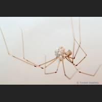 102 Zitterspinne, gross, Geburt, Pholcus phalangioides.jpg