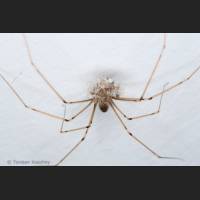 103 Zitterspinne, gross, Geburt, Pholcus phalangioides.jpg