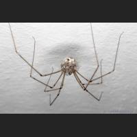 104 Zitterspinne, gross, Geburt, Pholcus phalangioides.jpg