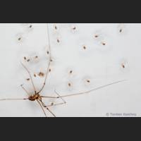 105 Zitterspinne, gross, Geburt, Pholcus phalangioides.jpg