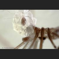 107 Zitterspinne, gross, Geburt, Pholcus phalangioides.jpg
