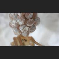 108 Zitterspinne, gross, ungeborenes Leben, Pholcus phalangioides, unborn live.jpg.jpg